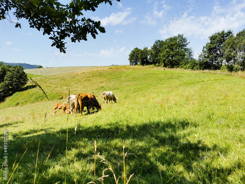Vaches au bocage en Aveyron, Occitanie, France