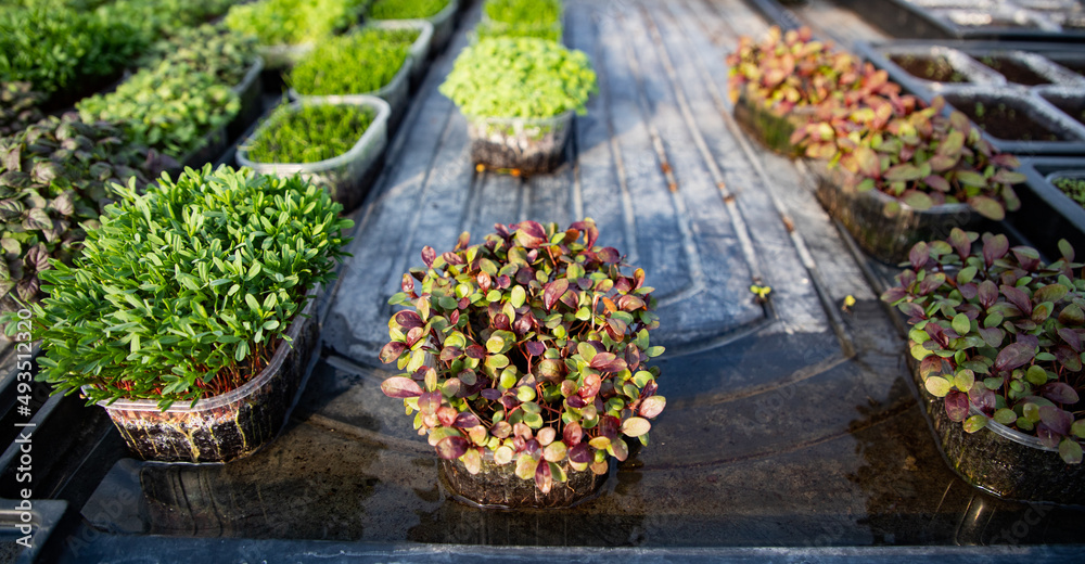microgreens growing organic bio gardening microgreens growing organic bio gardening