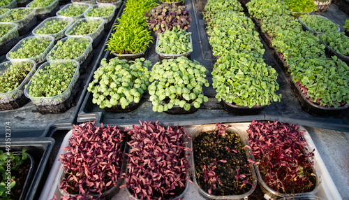 microgreens growing organic bio gardening