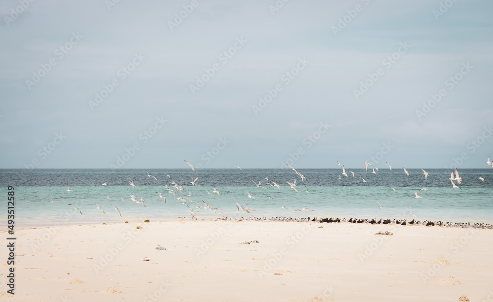 Flock of white and black birds on tropical beach. Seagulls on white sand beach. Scenic tropical seascape with blue water. Sea birds on incredible shore. Vacations in paradise. Flying birds on coast. Flock of white and black birds on tropical beach. Seagulls on white sand beach. Scenic tropical seascape with blue water. Sea birds on incredible shore. Vacations in paradise. Flying birds on coast.