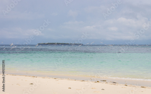 Flock of white and black birds on tropical beach. Seagulls on white sand beach. Scenic tropical seascape with blue water. Sea birds on incredible shore. Vacations in paradise. Flying birds on coast.