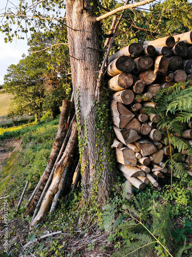 Réserve de bois adossé au tronc d'un Peuplier tremble, France photo