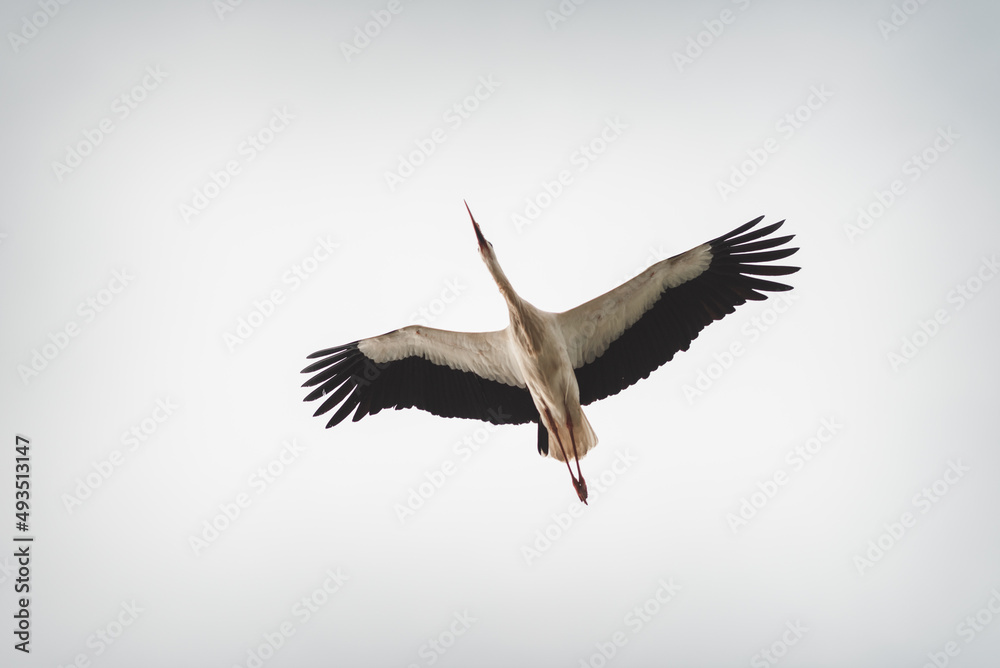 white stork in flight white stork in flight