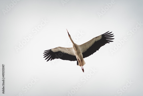 white stork in flight