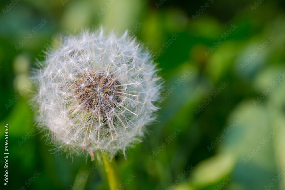 Fototapeta premium Close up of a dandelion flower in seed, known as a dandelion clock