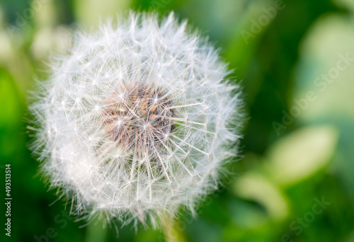 Close up of a dandelion flower in seed  known as a dandelion clock