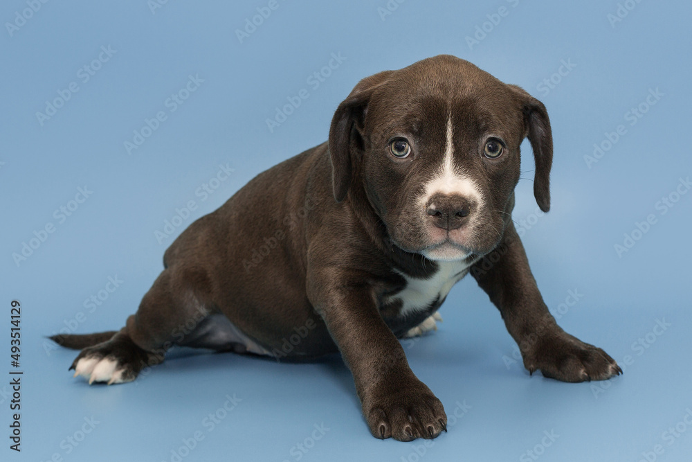 Obraz premium Small American bully puppy of chocolate color