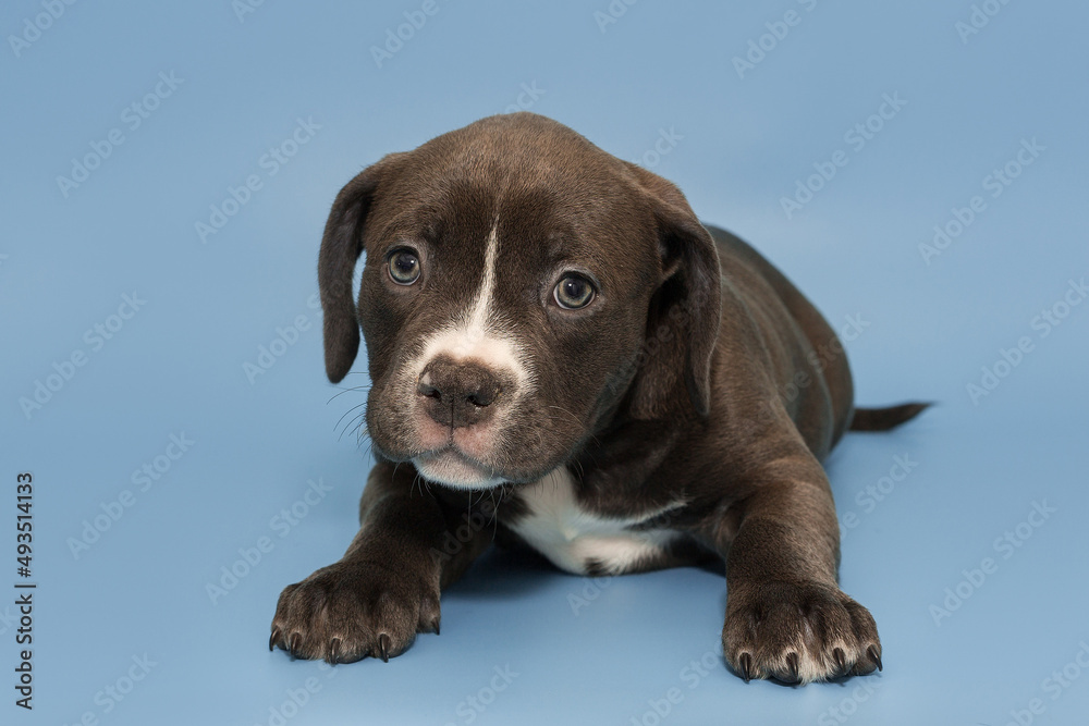 Small American bully puppy of chocolate color