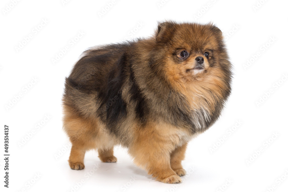 Pomeranian red color Pomeranian red color