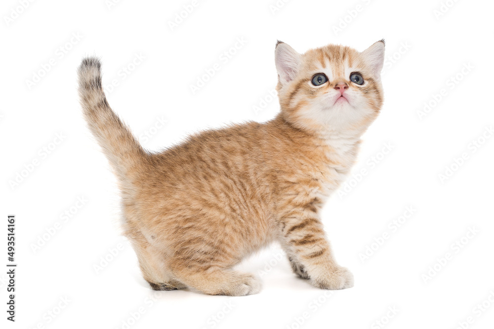 Small striped Scottish kitten with blue eyes Small striped Scottish kitten with blue eyes