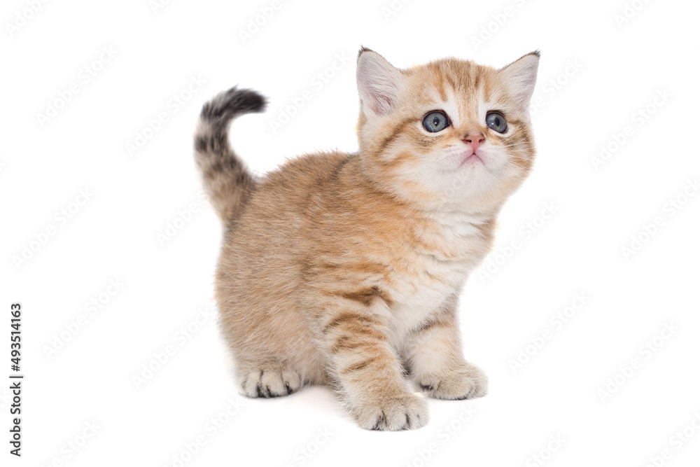 Small striped Scottish kitten of golden color