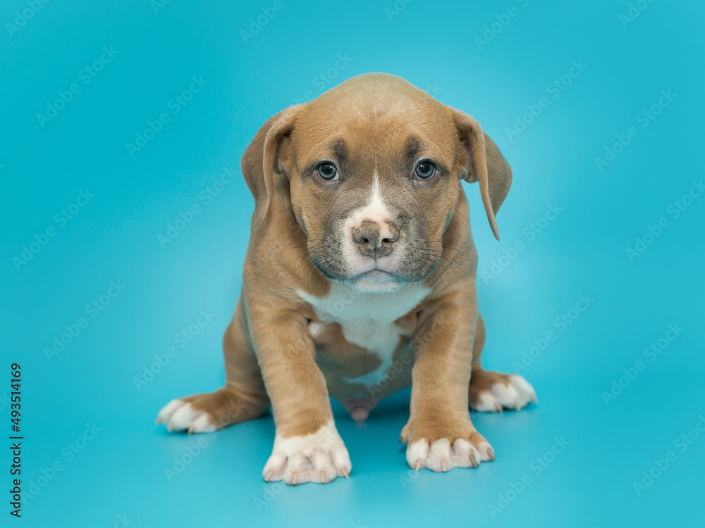 Small American bully puppy of yellow color Small American bully puppy of yellow color