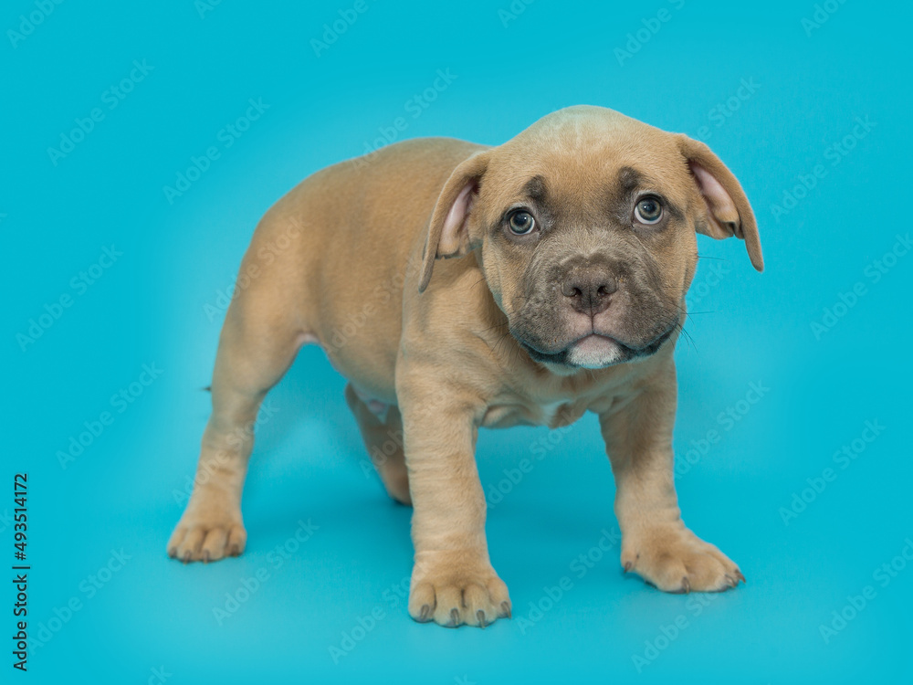 Obraz premium Small American bully puppy of yellow color