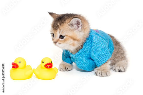 Small Scottish kitten in a sweater and  toys photo