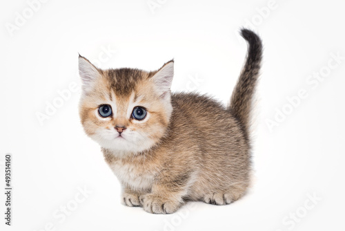 Small striped Scottish kitten of golden color photo