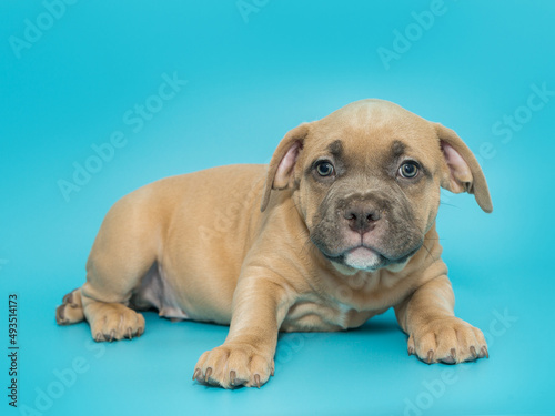 Small American bully puppy of yellow color
