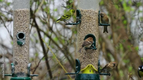 Siskin and Redpoll eating sunflower seeds from a bird feeder photo