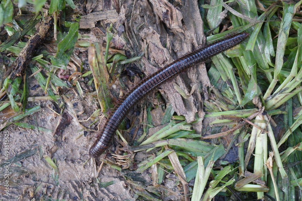Millipedes on the ground in the fertile forest Millipedes on the ground in the fertile forest