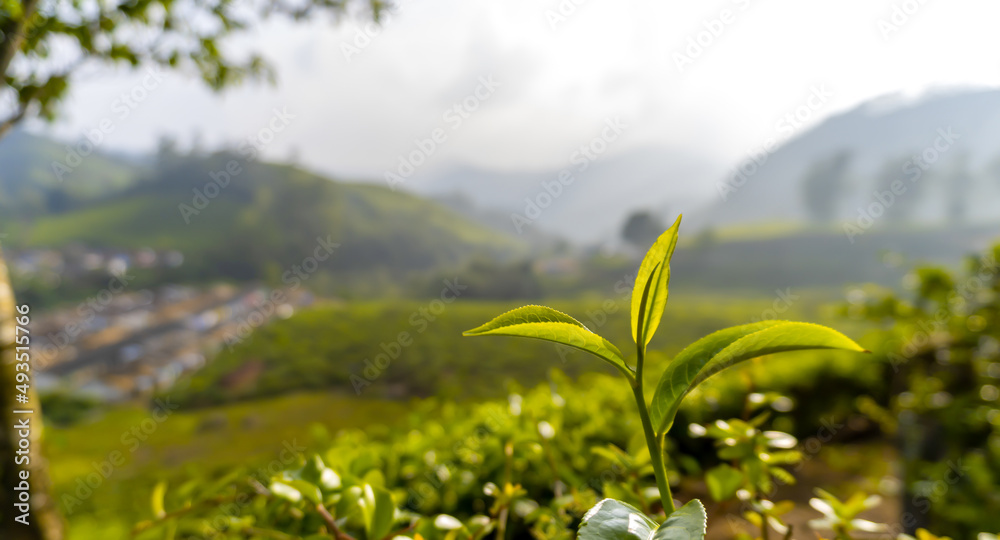 Tea Gardens, Green Hills, Blurred Sky - Lush Green Natural Landscape Tea Gardens, Green Hills, Blurred Sky - Lush Green Natural Landscape