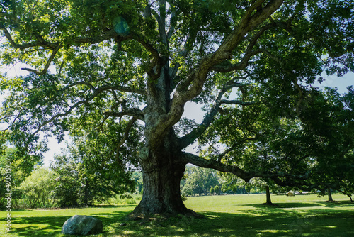 Foto Big oak tree/Grand chêne