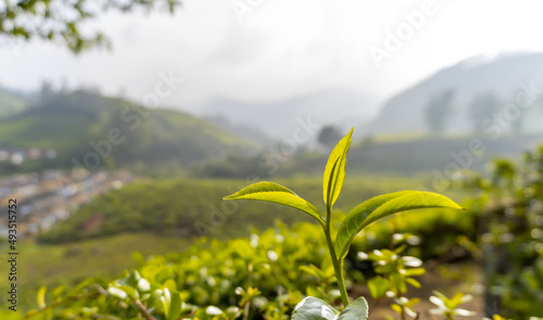 Tea Gardens  Green Hills  Blurred  Sky - Lush Green Natural Landscape