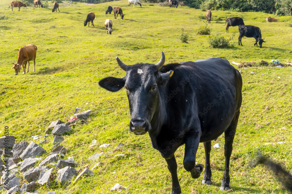 Dairy Cows in a rural setting.