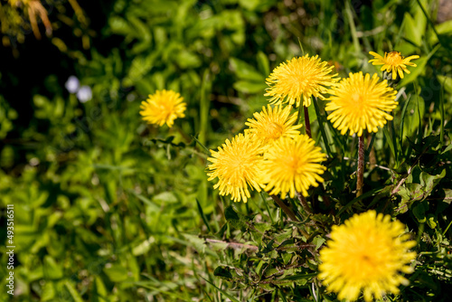 Close up of bright yellow flowers of dandelion on meadow field in sunny day  selective focus. Spring floral background.meadow with dandelions on a sunny day.