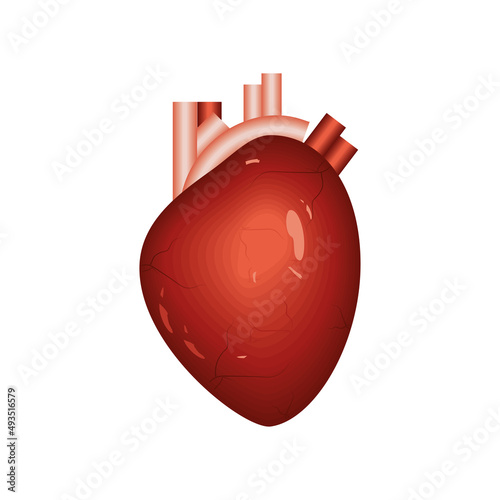 heart human organ