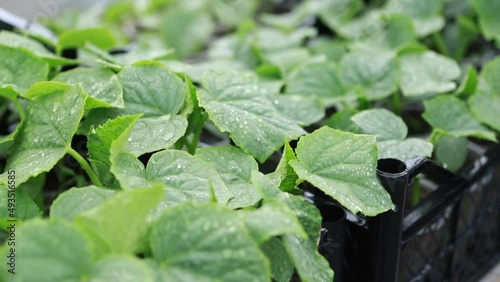 cucumber seedlings in pots. High quality FullHD footage