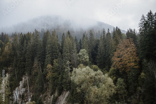 Carpathian forest against the backdrop of mountains, haze in the mountains