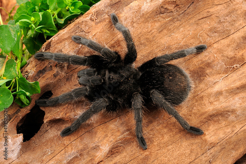 Brazilian black (tarantula) // Schwarze Uruguay-Vogelspinne (Grammostola pulchra)