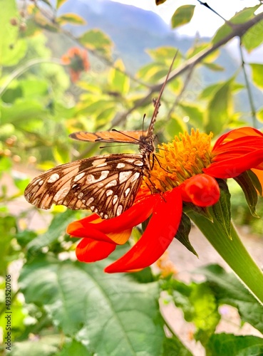 butterfly on flower