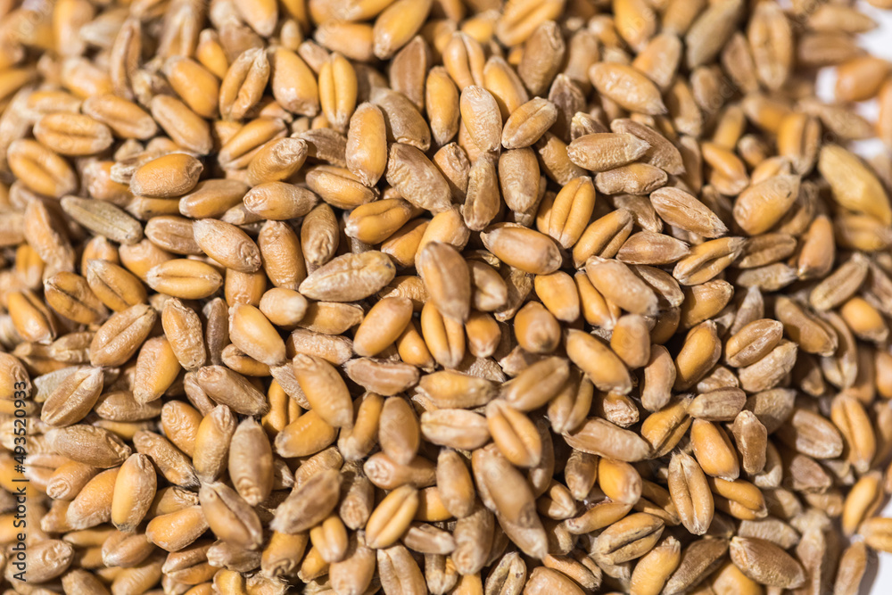 Detail of grains of wheat. Concept of food, crisis, food, wheat, rye, barley and agriculture. Detail of grains of wheat. Concept of food, crisis, food, wheat, rye, barley and agriculture.
