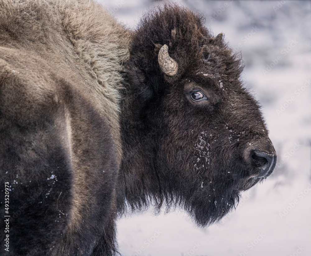 Bison Yellowstone February 2022 Bison Yellowstone February 2022