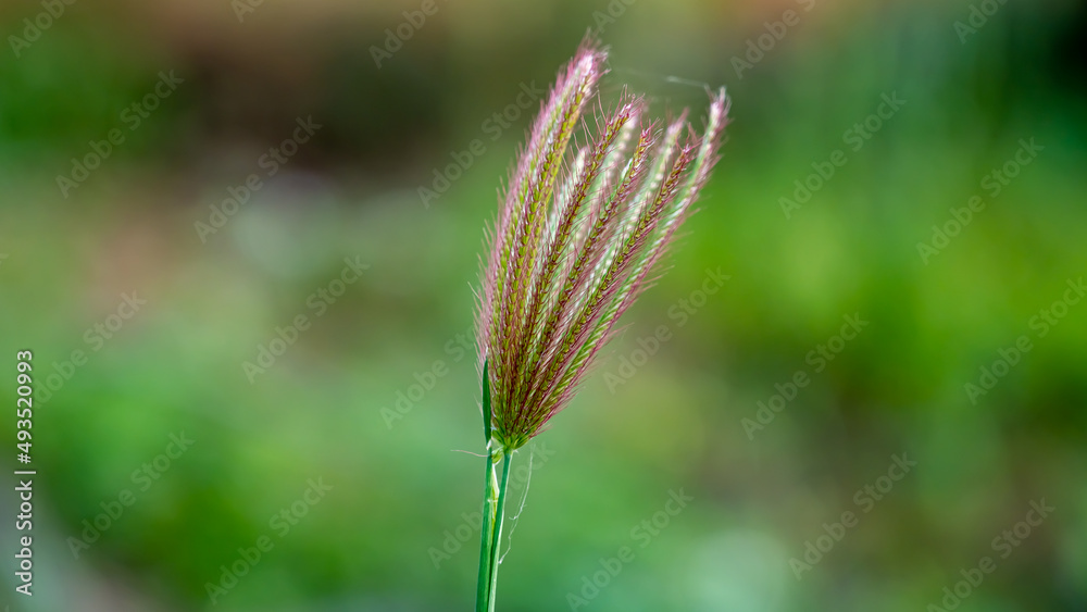 Eleusine indica, the Indian goosegrass, yard-grass, goosegrass, wiregrass, or crowfootgrass, is a species of grass in the family Poaceae. Eleusine indica, the Indian goosegrass, yard-grass, goosegrass, wiregrass, or crowfootgrass, is a species of grass in the family Poaceae.