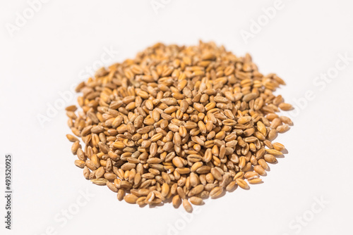 little pile of wheat grain on white background Concept of food, crisis, food, wheat, rye, barley and agriculture.