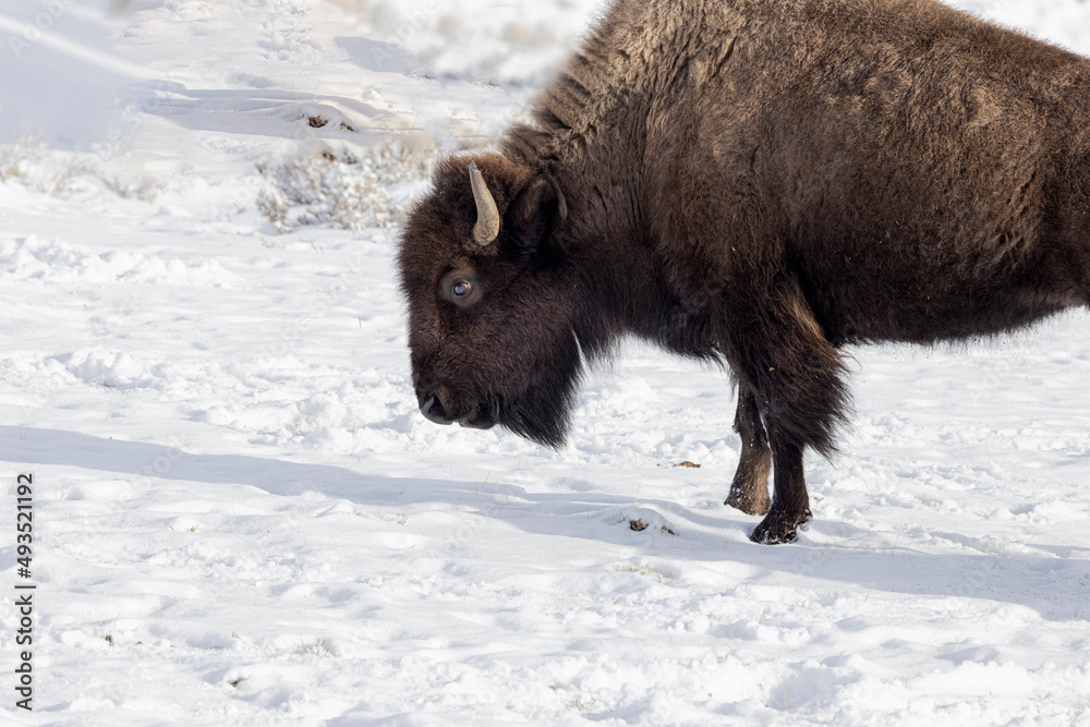 Bison Yellowstone February 2022 Bison Yellowstone February 2022