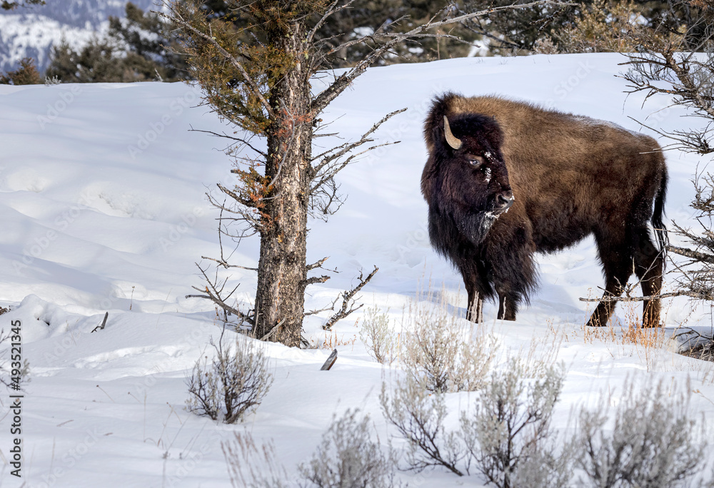 Bison Yellowstone February 2022