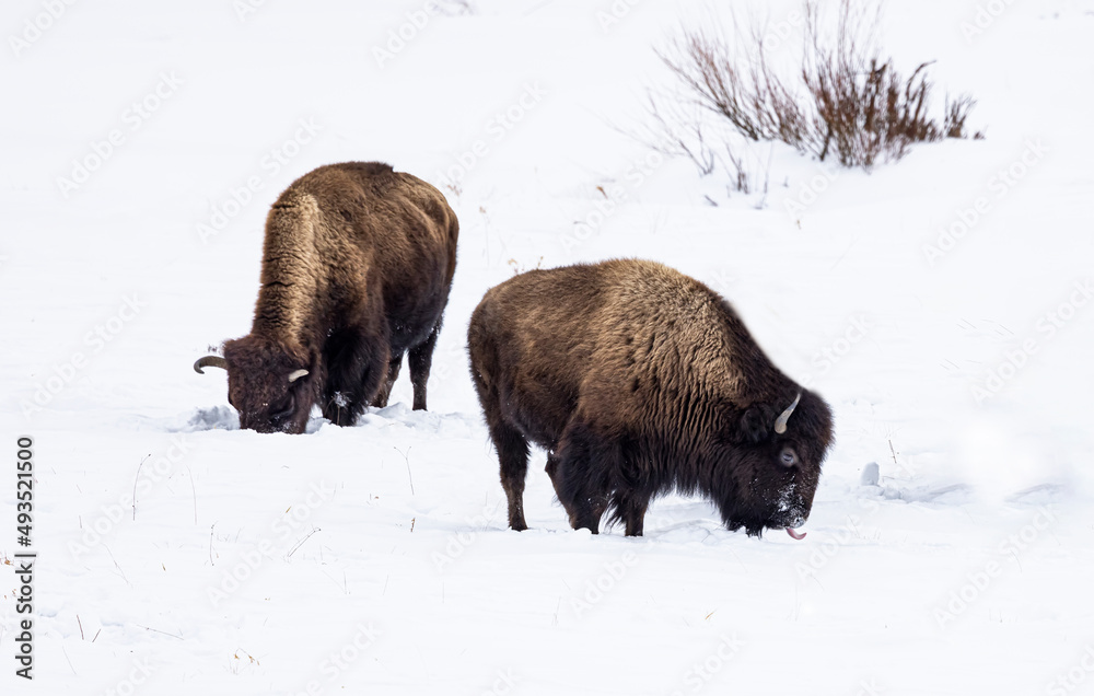 Bison Yellowstone February 2022 Bison Yellowstone February 2022