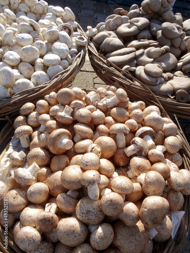 White button, chestnut and oyster mushrooms on a farmers market stall in the Aegean coastal town Yalikavak, Bodrum, Turkey. 