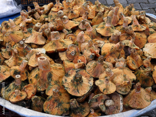 Saffron Milk Cap or red pine mushrooms locally known as cintar, melki or Kanlica mushrooms on a farmers market stall in Yalikavak, Bodrum, Turkey.     photo