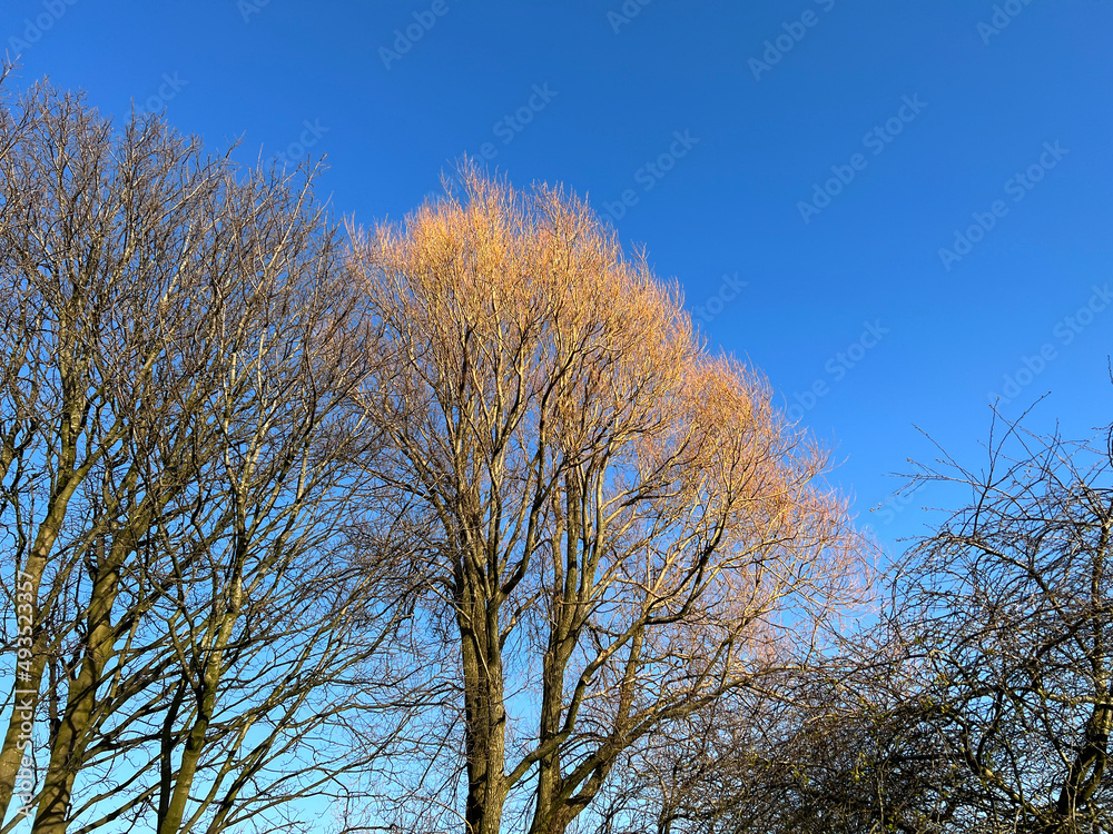 Early spring, with old trees, set against a blue sky, in the village of, Thornton, Bradford, UK Early spring, with old trees, set against a blue sky, in the village of, Thornton, Bradford, UK