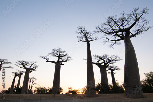 baobab park photo