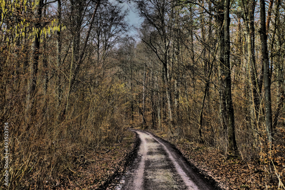Wald erscheint mystisch