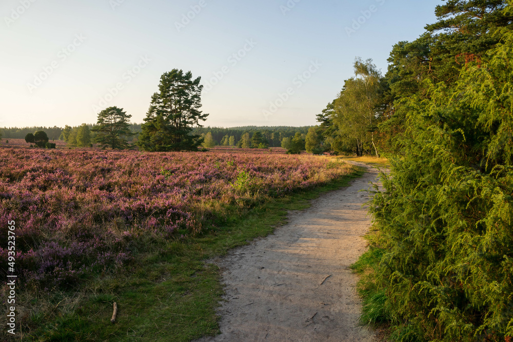 heath landscape in summerwith sunshine