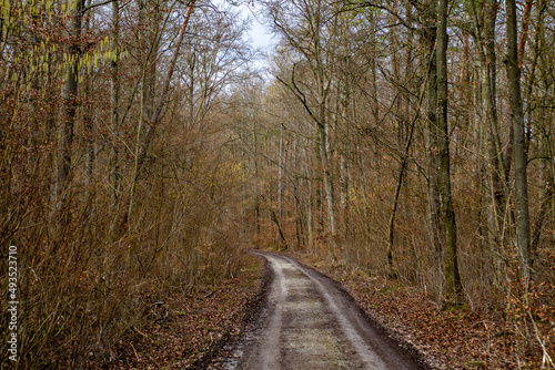 Wald mit Waldweg 