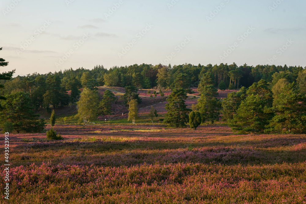 heath landscape in summerwith sunshine