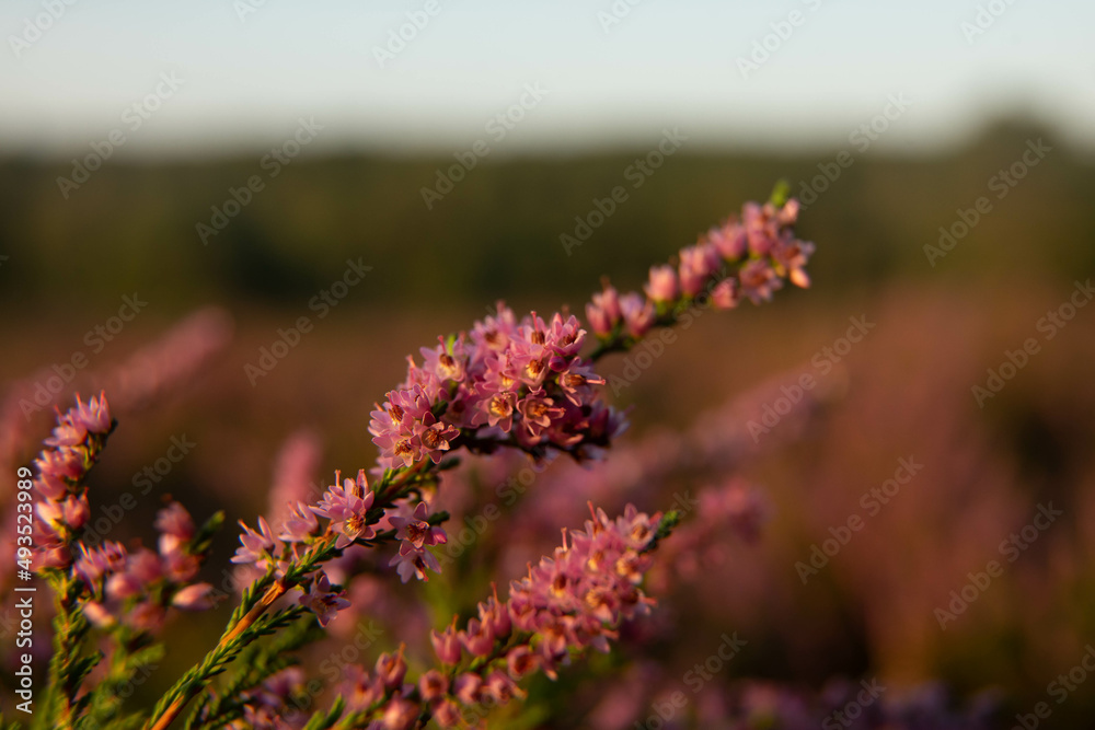 Obraz premium heath close up, Calluna vulgaris macro in summer