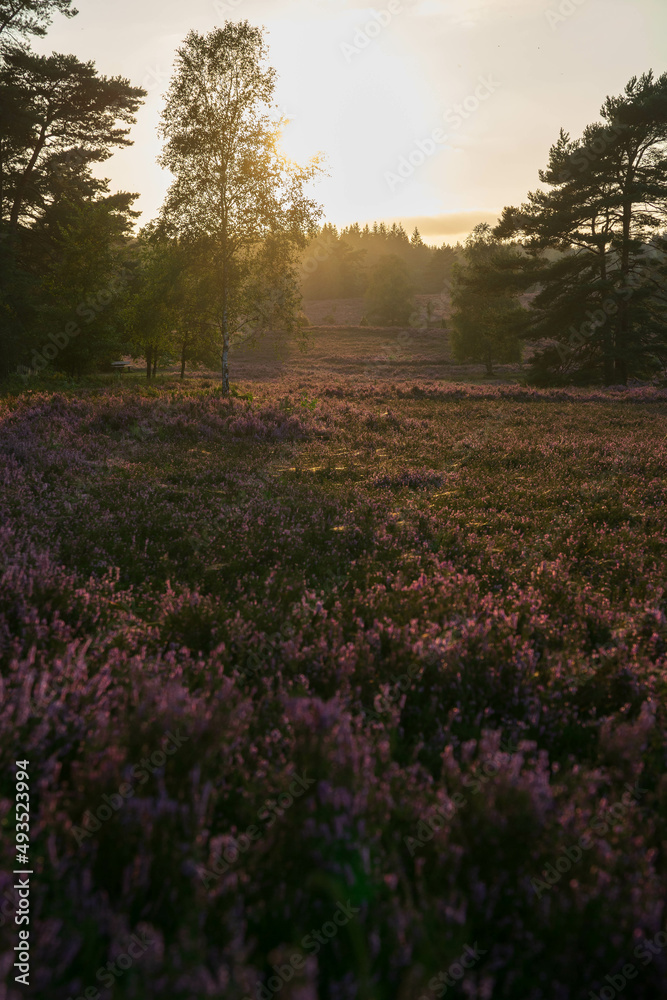 Naklejka premium heath landscape in summerwith sunshine