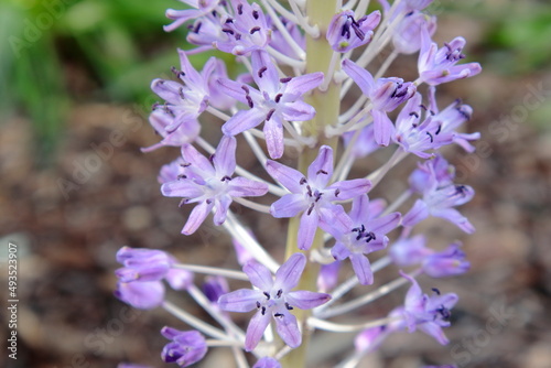 blue and purple